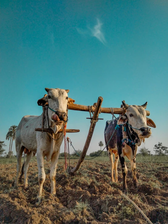 two cows are hitched together in the field