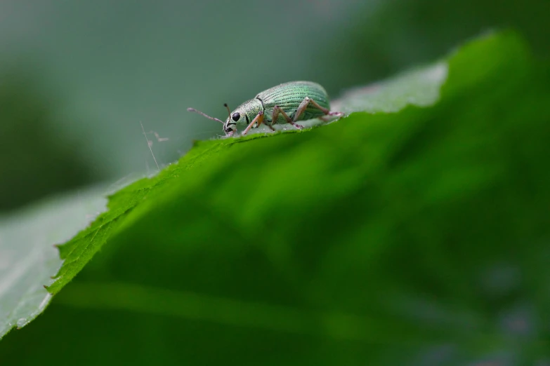 a green bug is sitting on top of a leaf