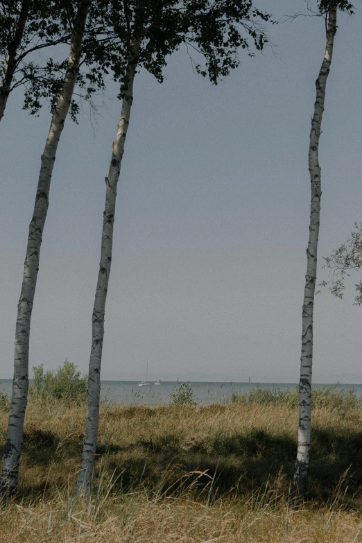 three white trunks are next to each other on the grass