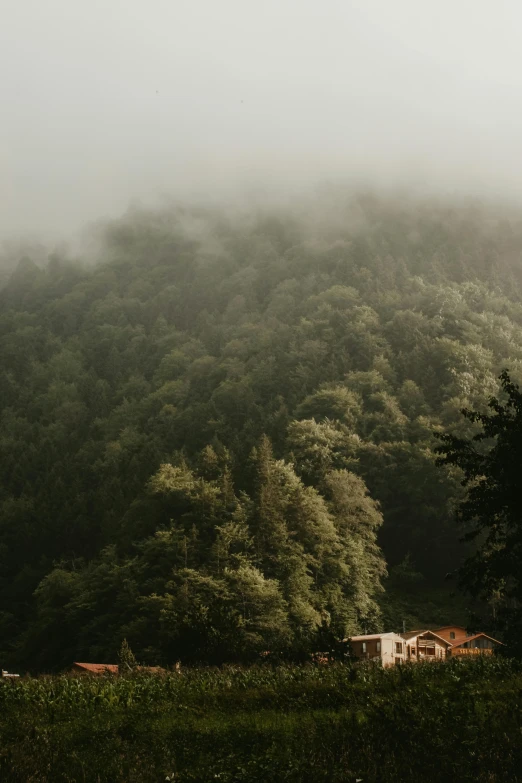 a very tall forested area surrounded by fog