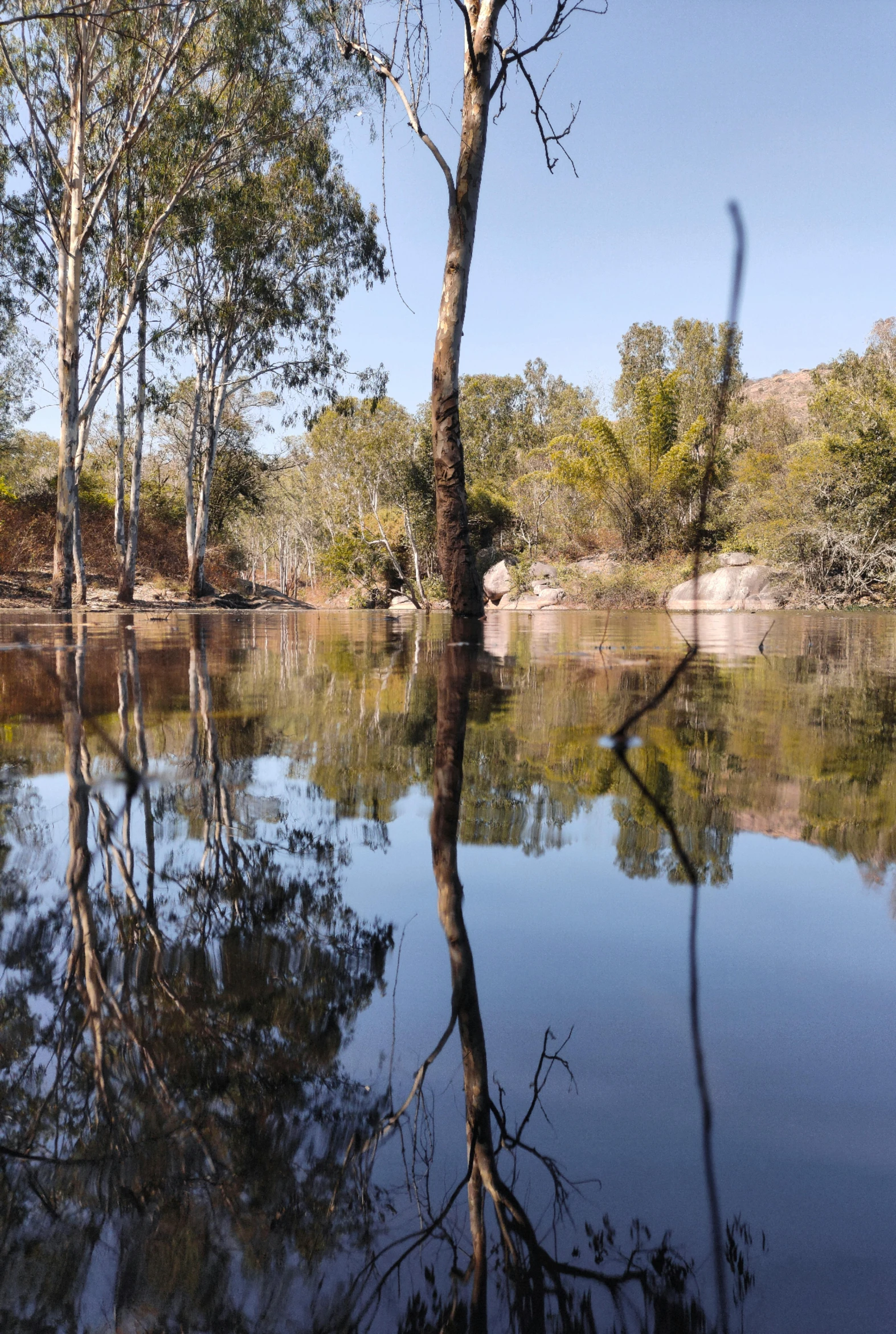 trees are standing in water as one tree is reflected