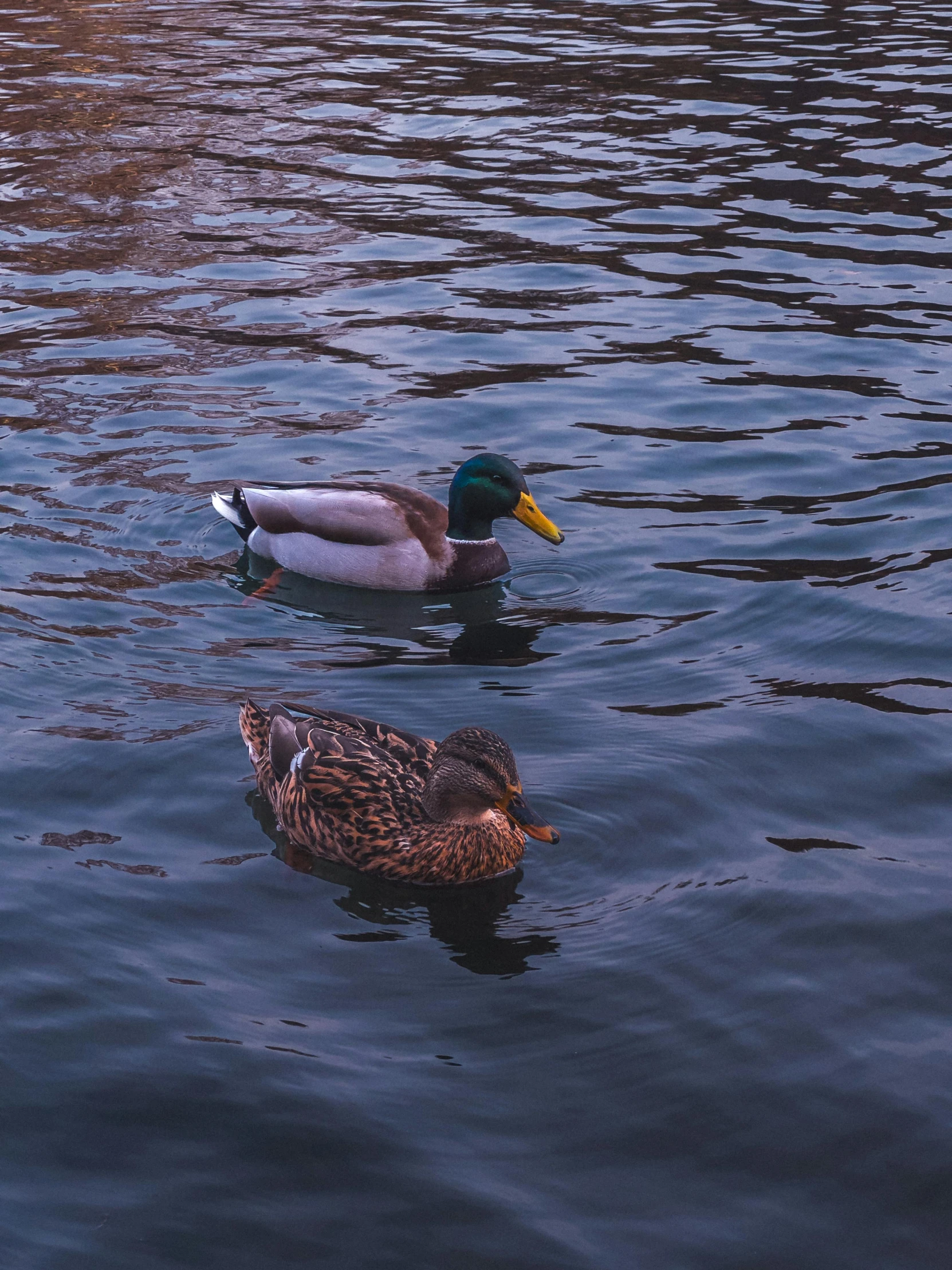 two ducks swimming in a lake at sunset