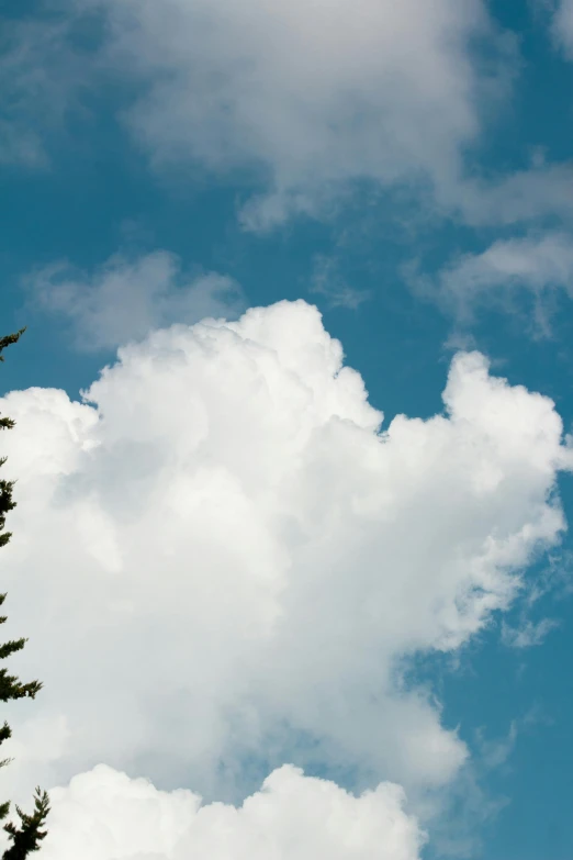 clouds above a tree against the blue sky