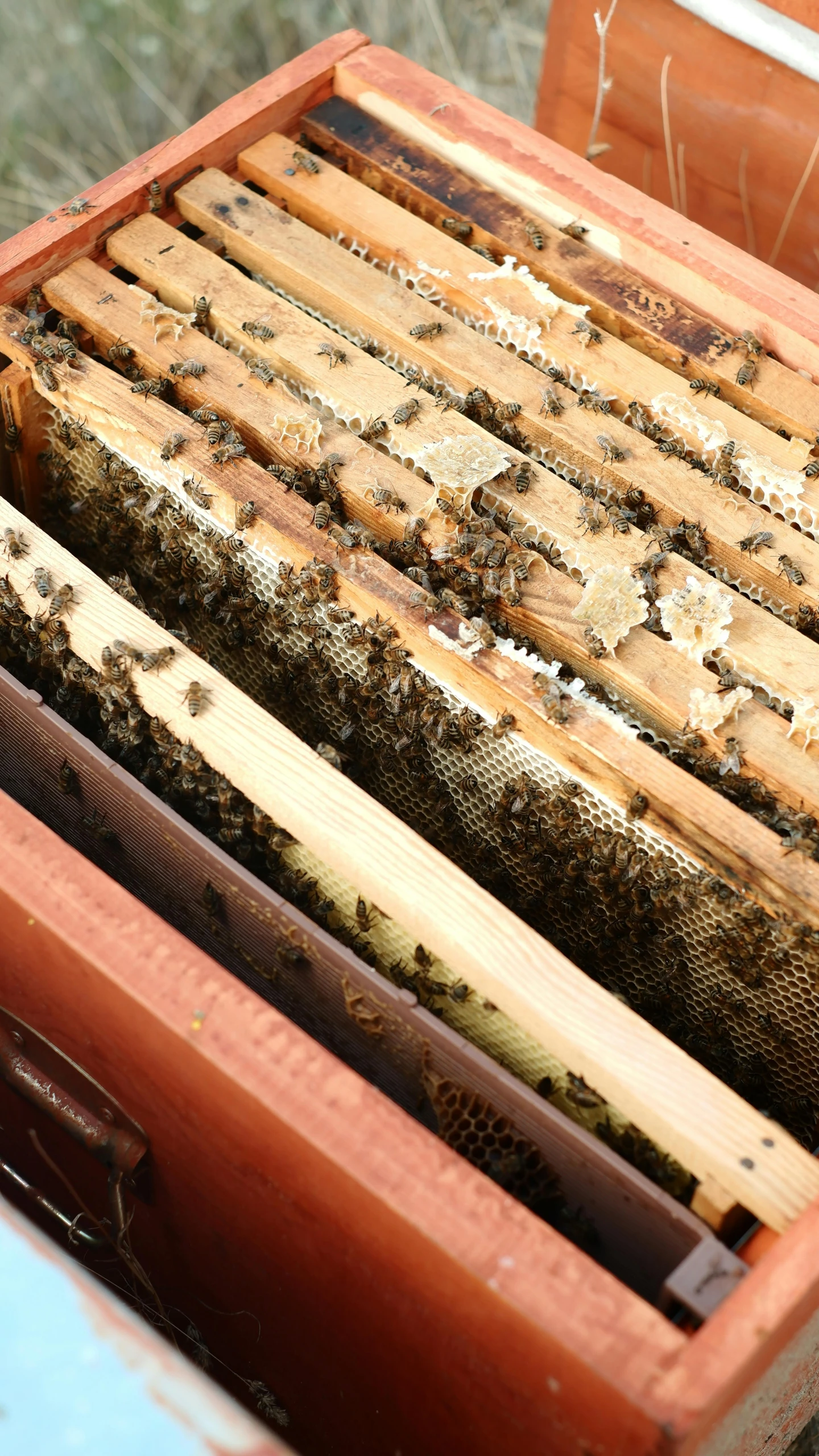 a close up of bees and frames inside a suitcase