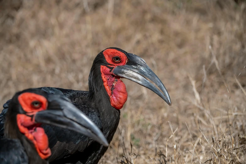 a large bird with red tipped heads standing on dry grass