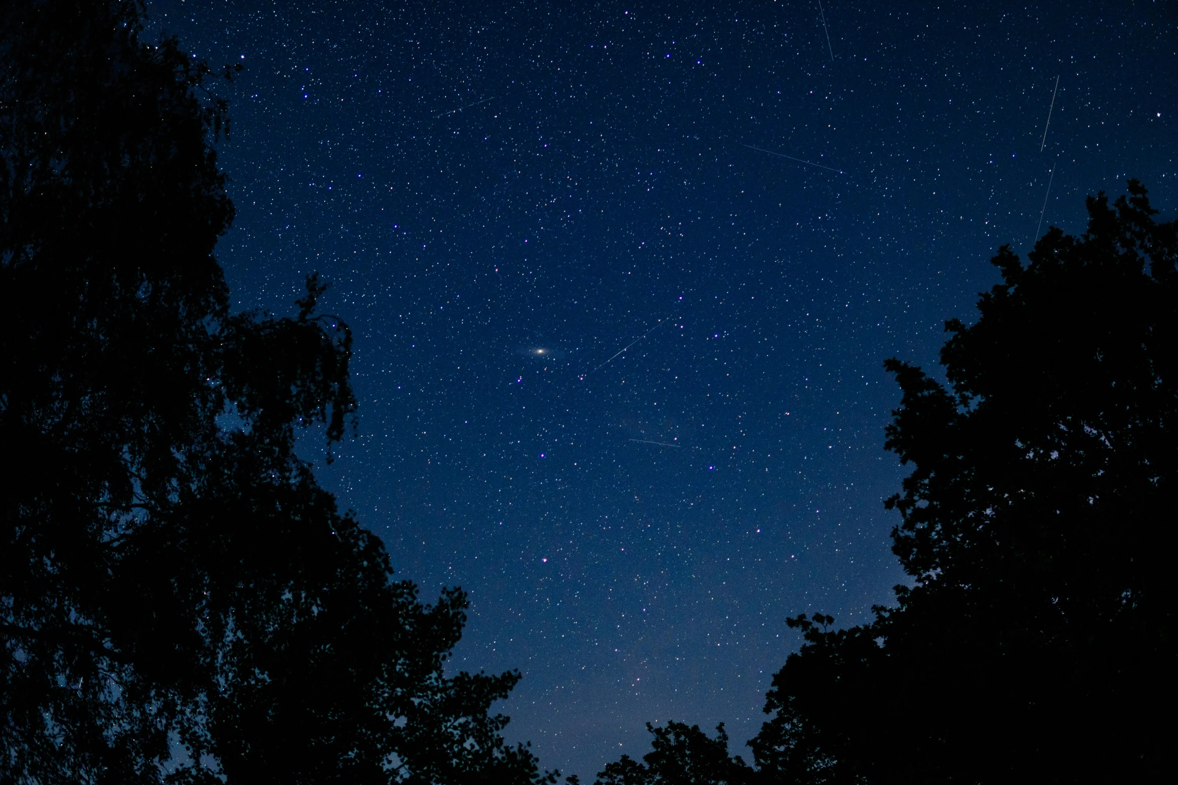 night sky view with trees, moon and stars