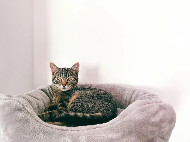 a cat is curled up in a cat bed