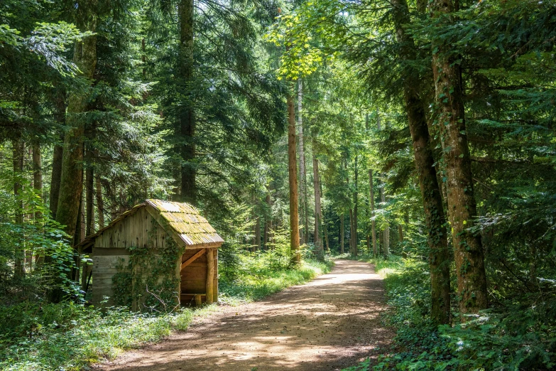 a small cottage on a dirt path surrounded by trees