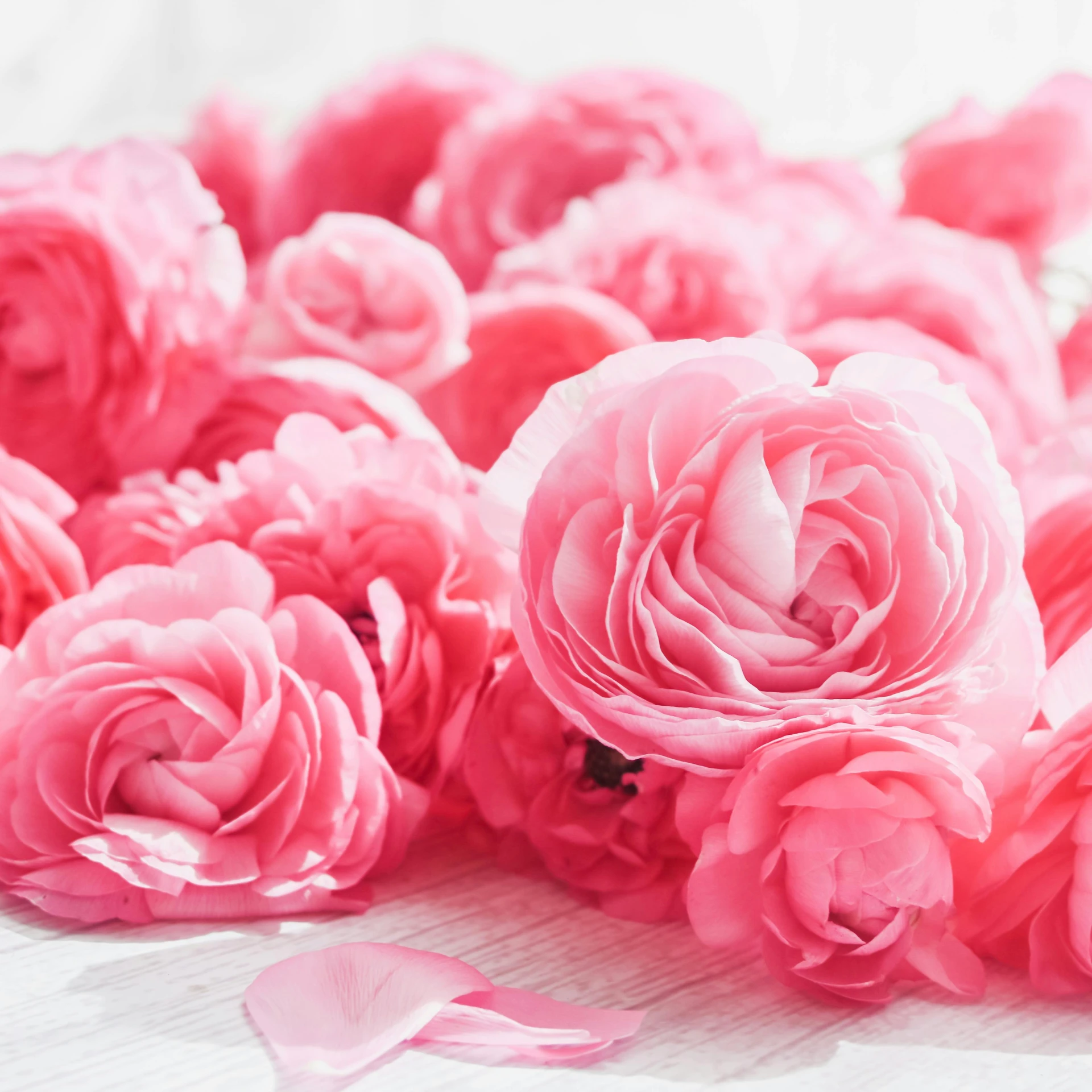 a bouquet of pink roses sits on the table