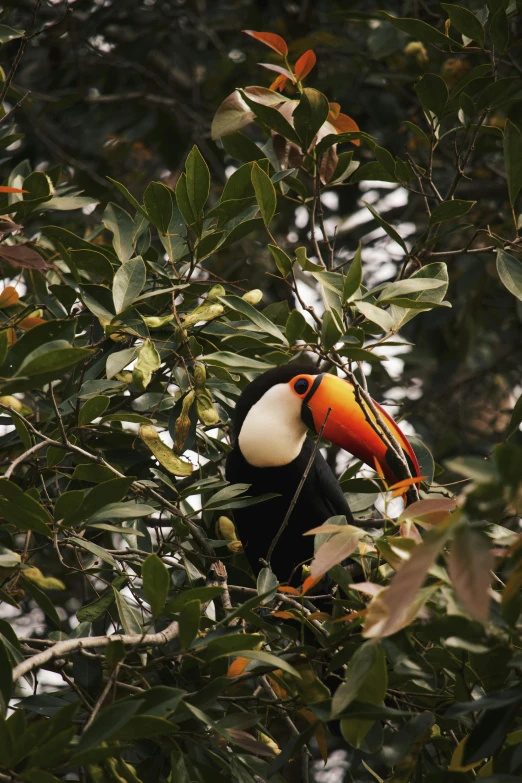a toucan perched in the nches of a tree