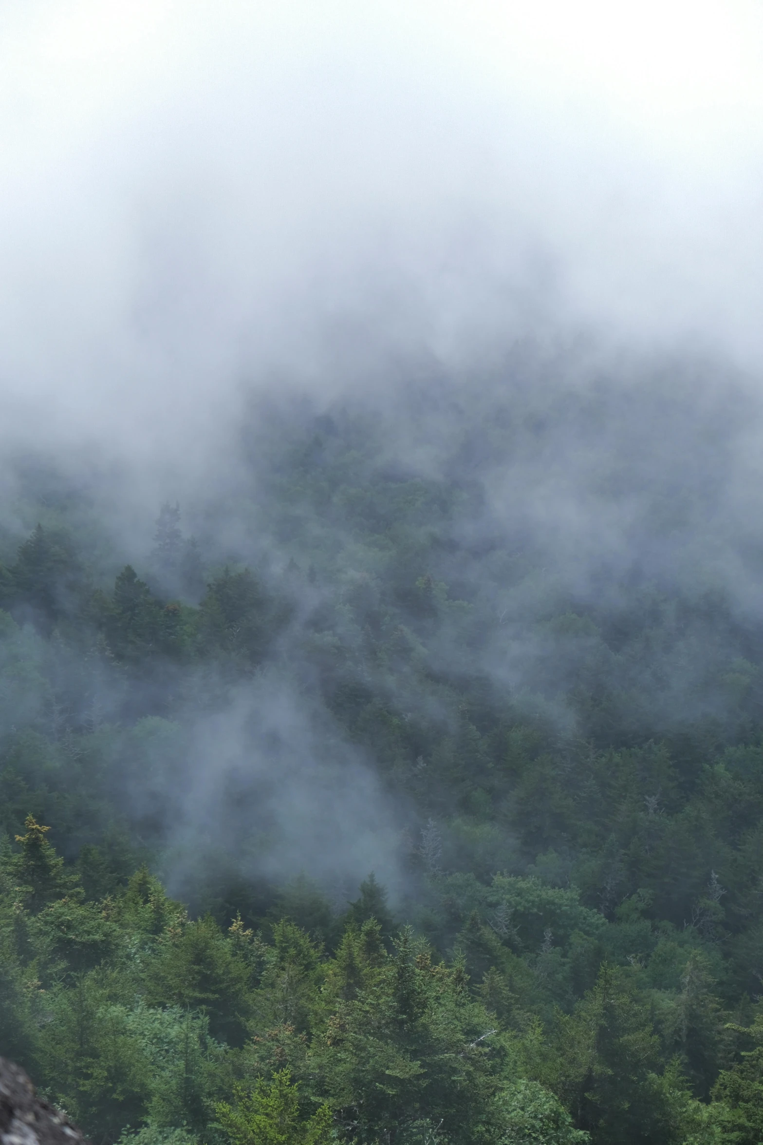 trees are in the foreground with fog rolling in from the mountain