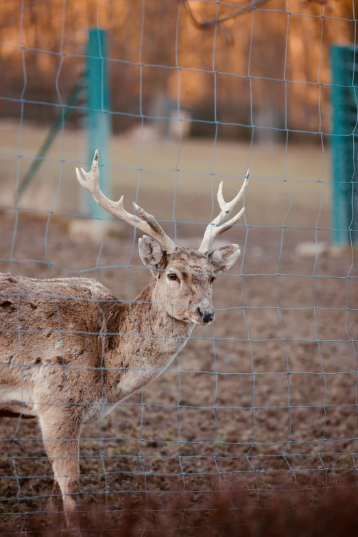 a deer behind a wire mesh fence and looking at the camera