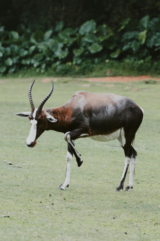 an animal is in the field with brown and white markings