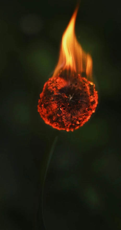 a small red fire flower on top of some green plants