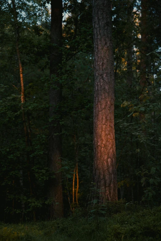 an image of a sunset in the woods