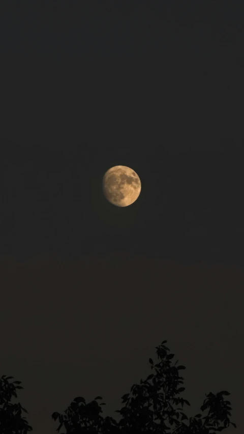 a big full moon above the trees