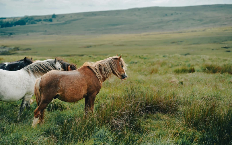 several horses grazing in a grassy area near a hill