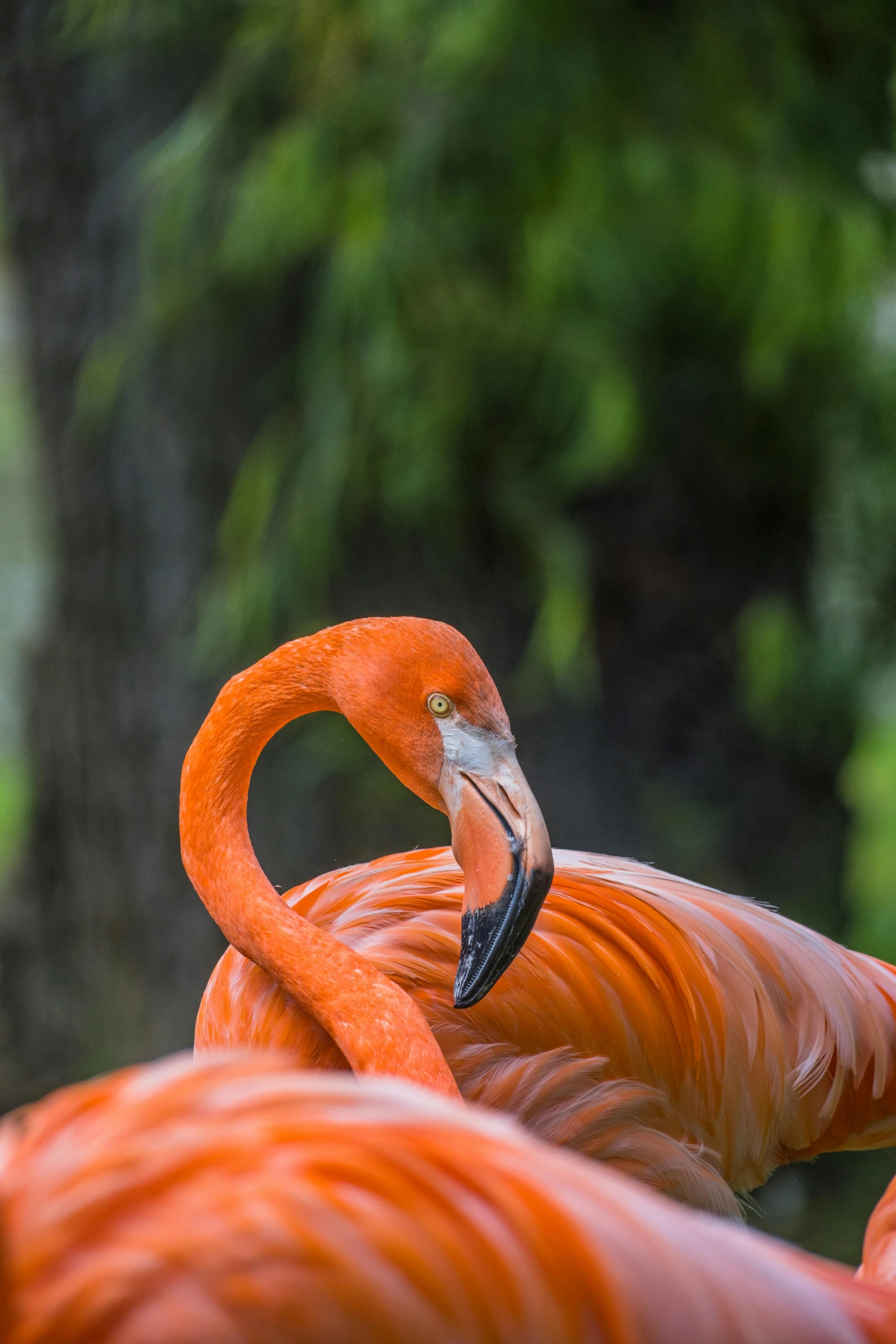 a group of flamingos are sitting in the water