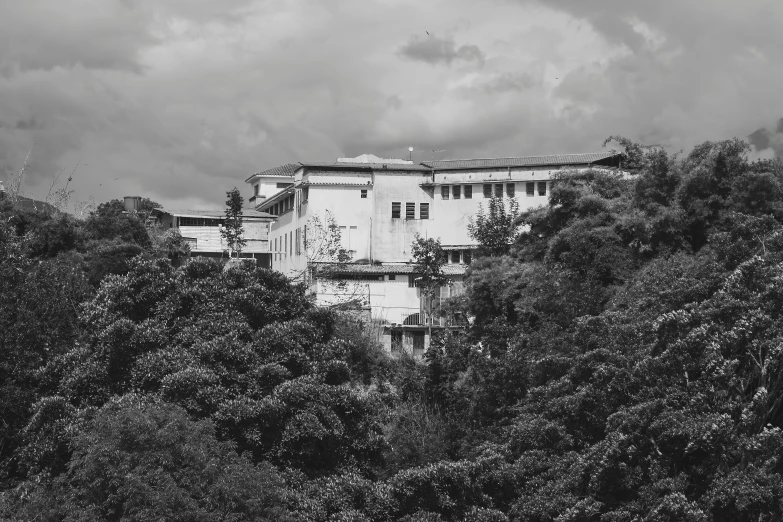 a white building with a black and white tree