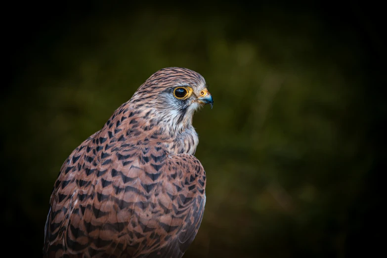 a bird of prey perched on the edge of a piece of wood