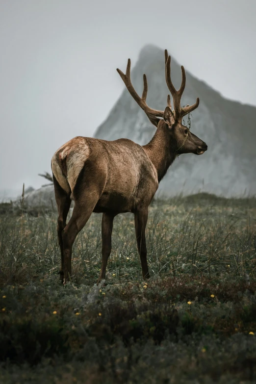 a single deer stands in the grass with mountains in the background