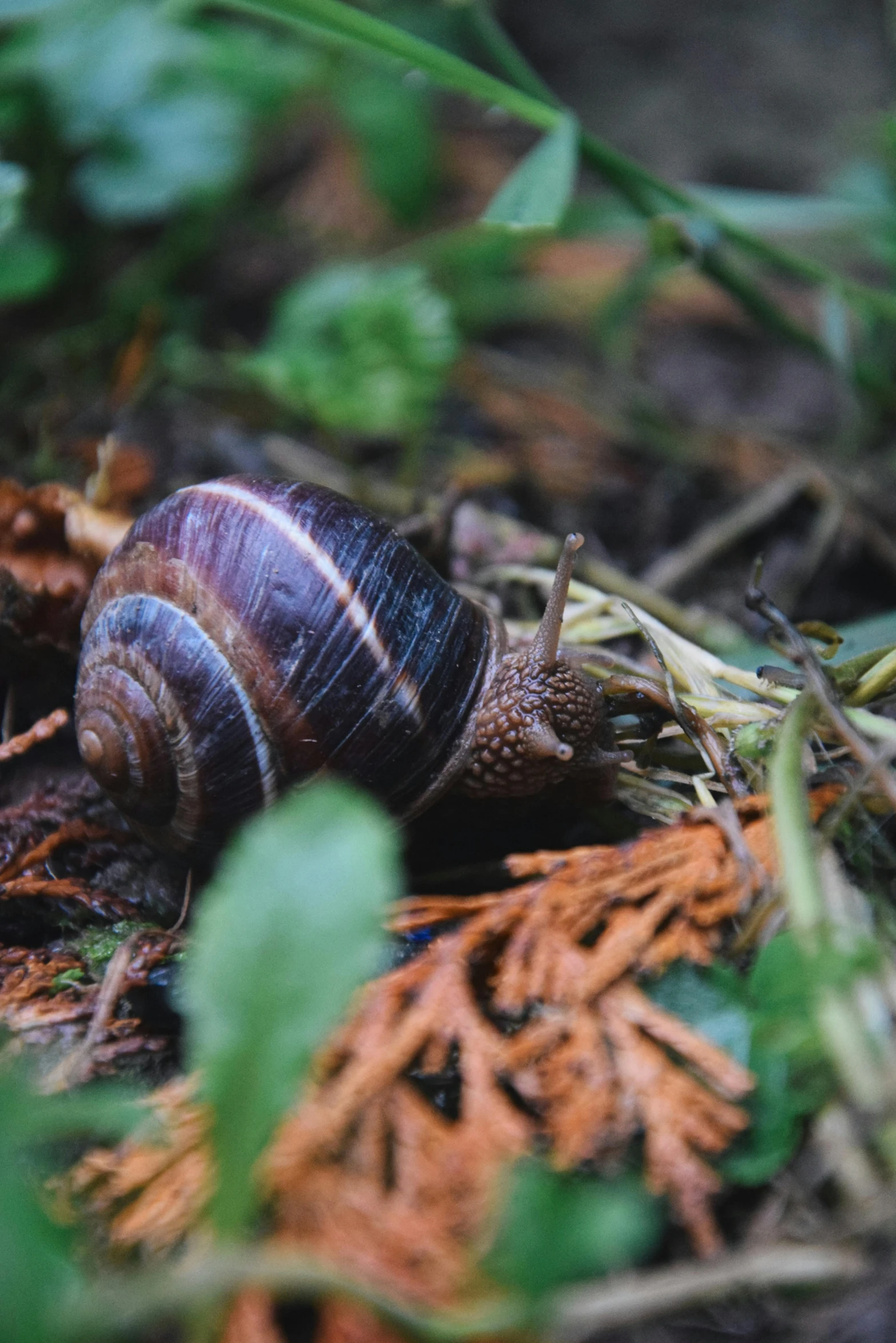 a snail crawling in the dirt, on the ground