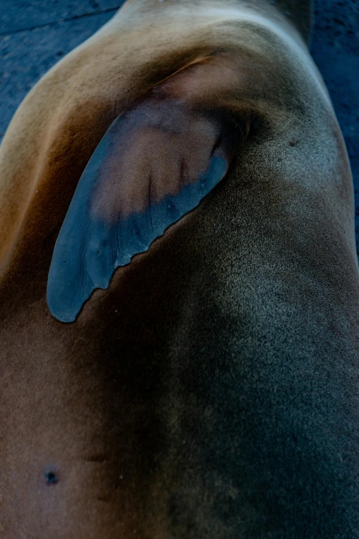 a sea lion has an interesting view as it looks from its back