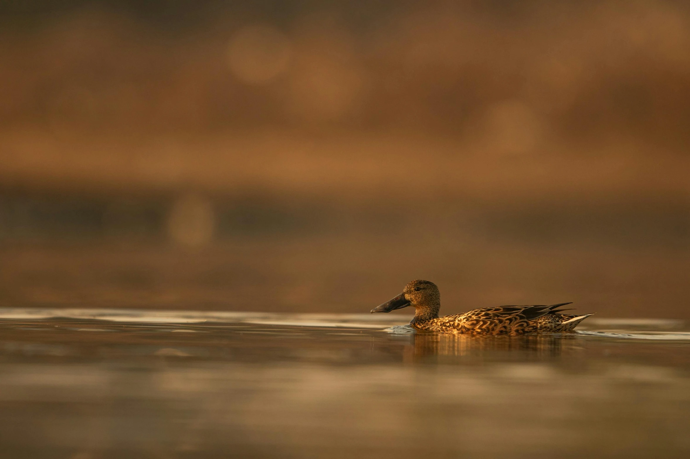 a duck floating on the water and covered in frosting