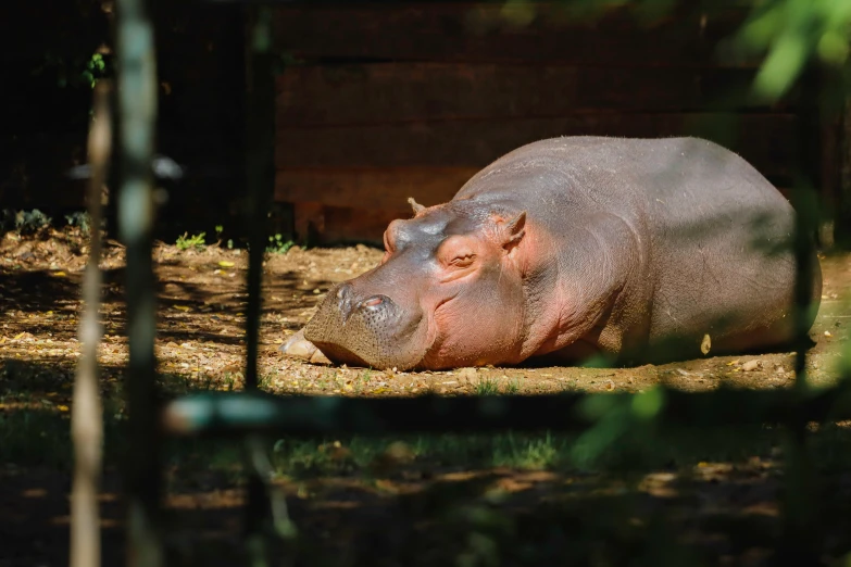 the hippopotamus is lying in the grass under the shade of a tree