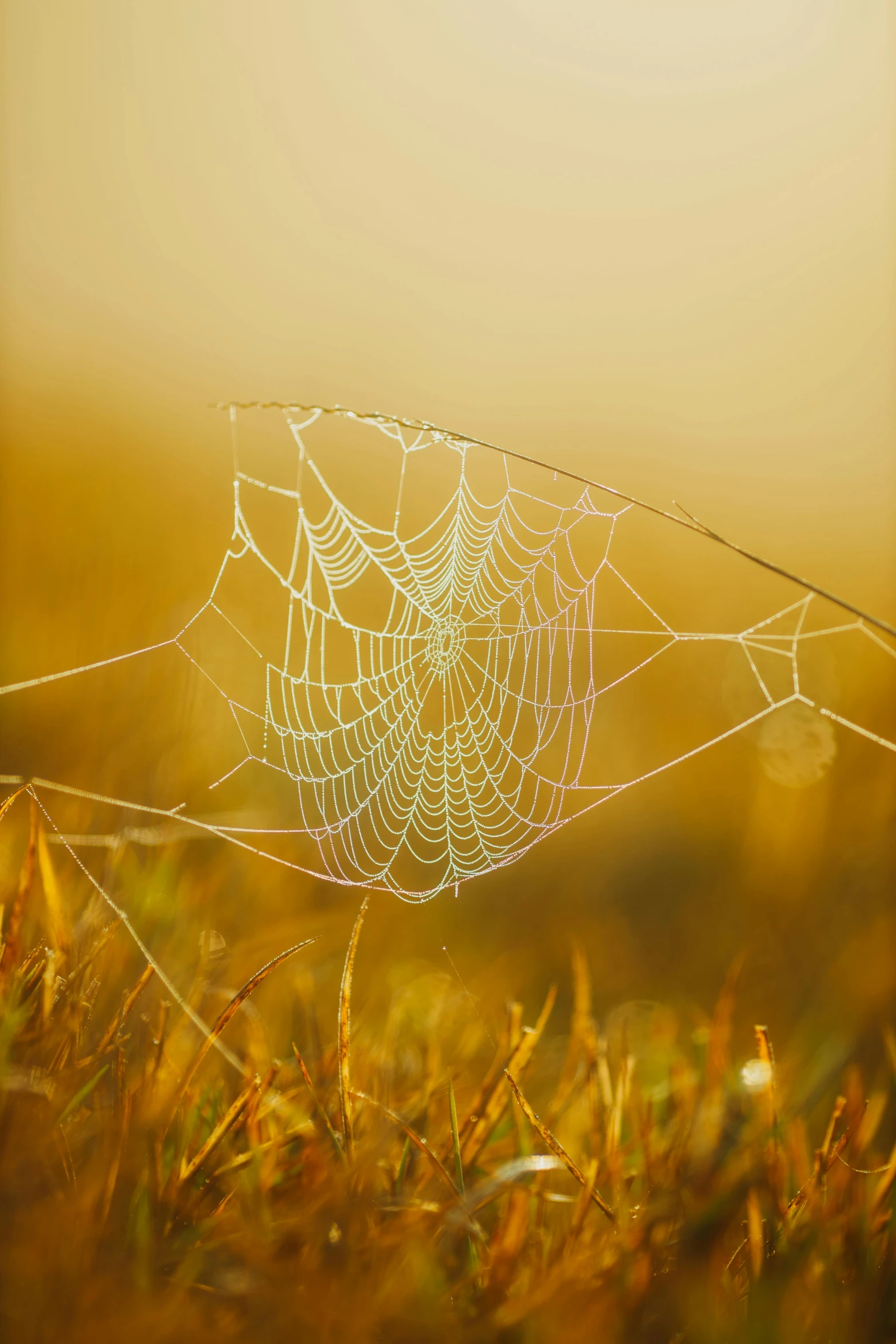 the spider web is sitting on top of grass