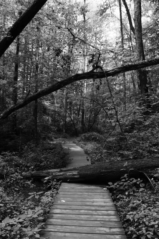 a black and white po of a path in the woods