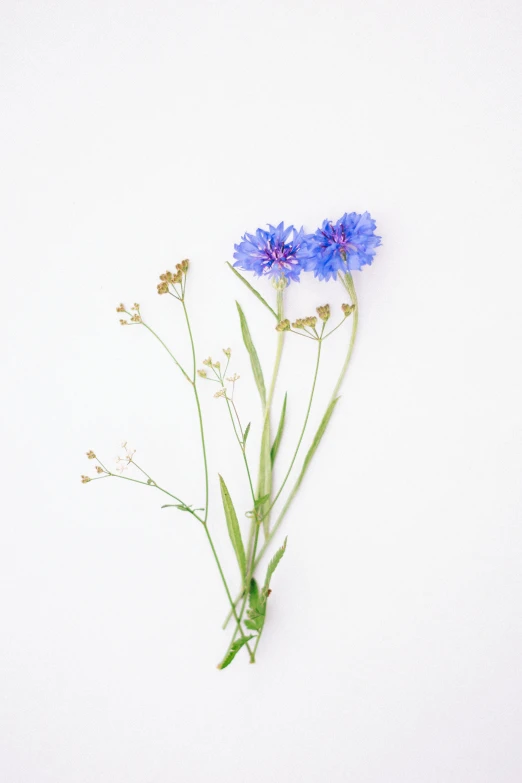 three blue flowers sit on a white surface
