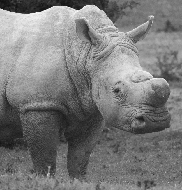 an rhinoceros stands in the grass while staring at soing