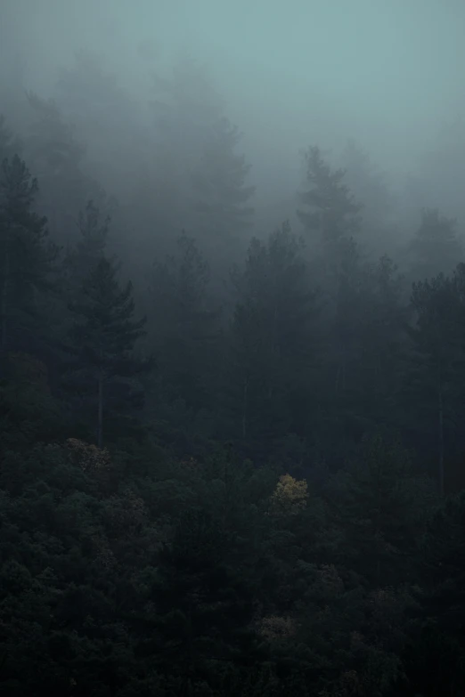 there are many trees that appear to be in the fog