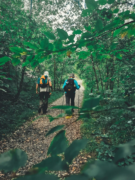 two hikers hiking up a small wooded trail