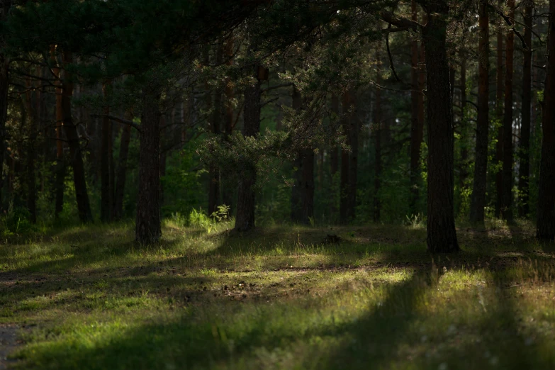 an image of a forest scene with sunlight shining through the trees