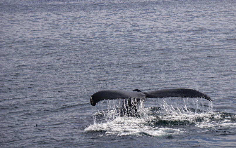 a close up of two different types of whales