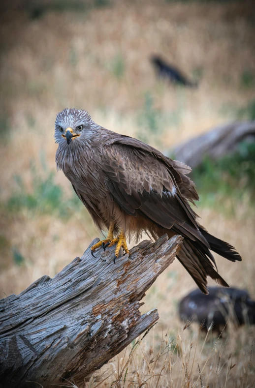 a bird perched on a piece of wood