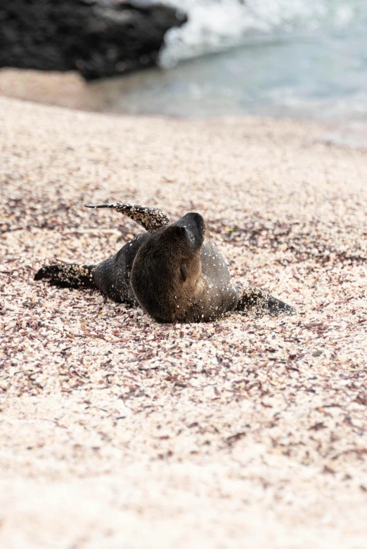 an elephant laying on its back on a beach