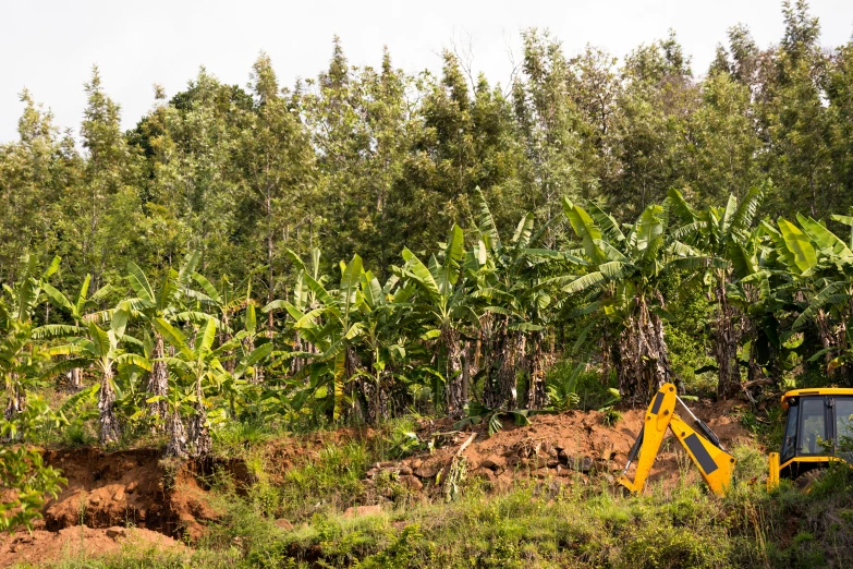 a yellow tractor driving down a forest road