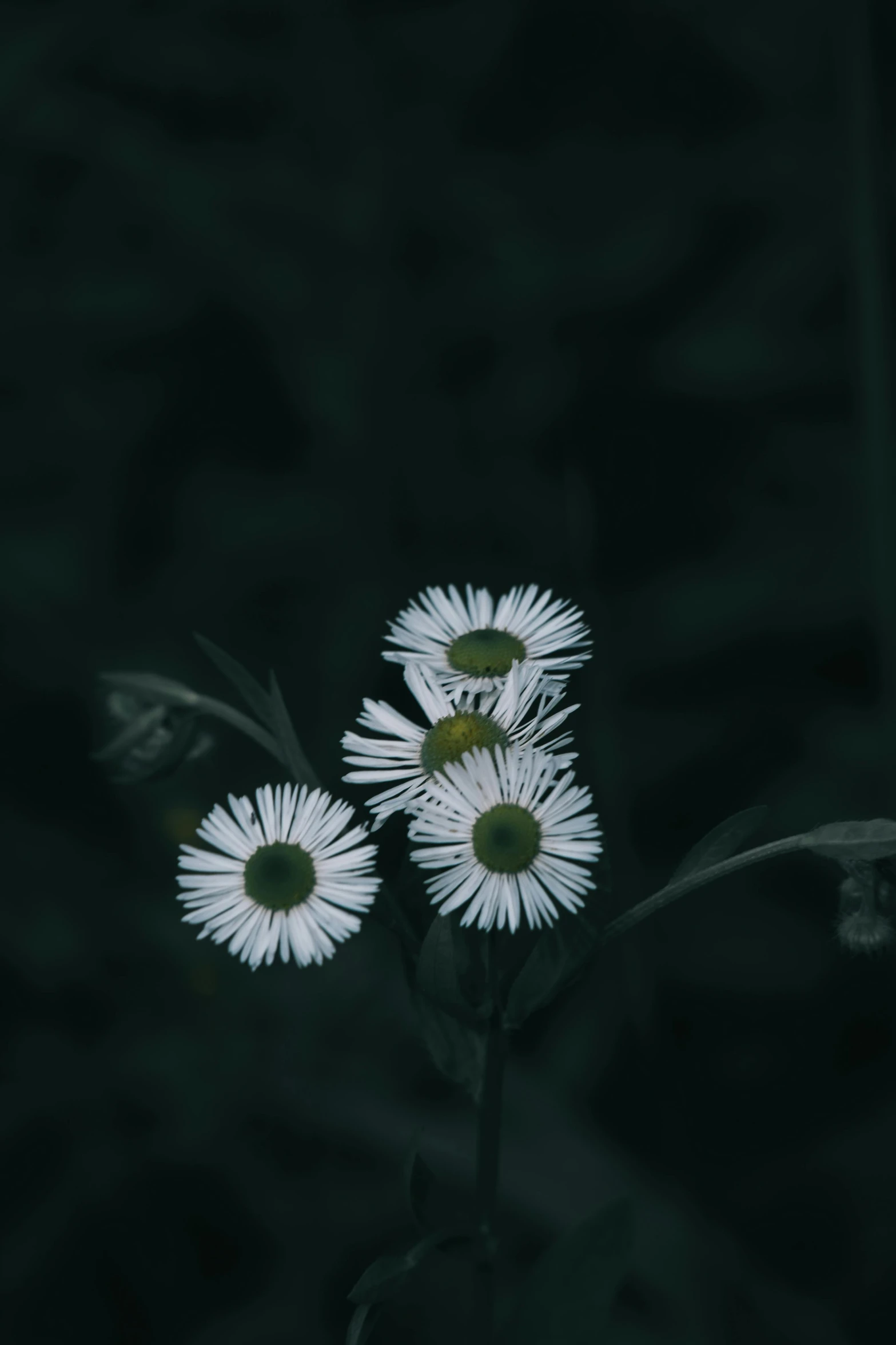 three flowers in the dark with one blooming