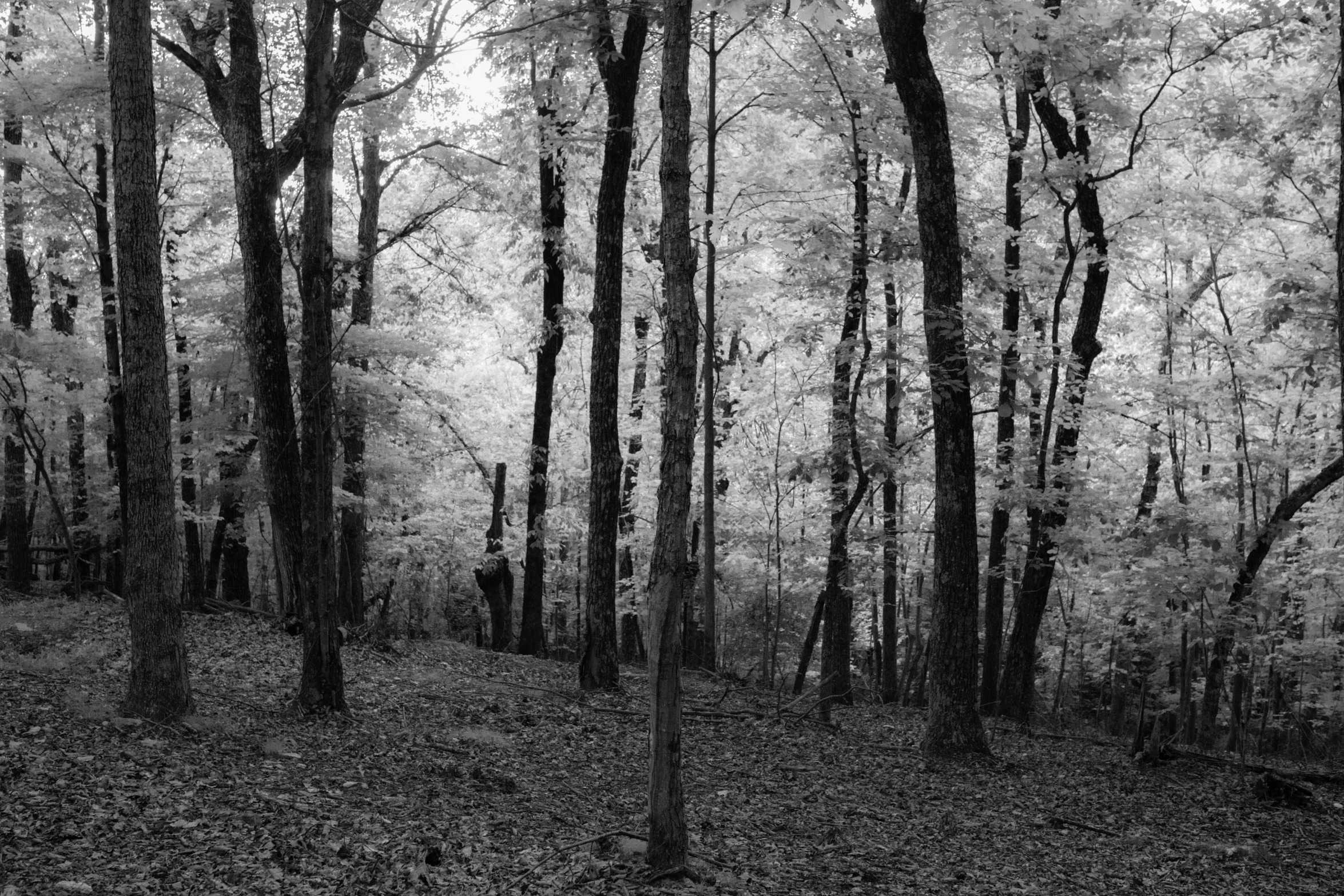 black and white landscape pograph of trees in a forest