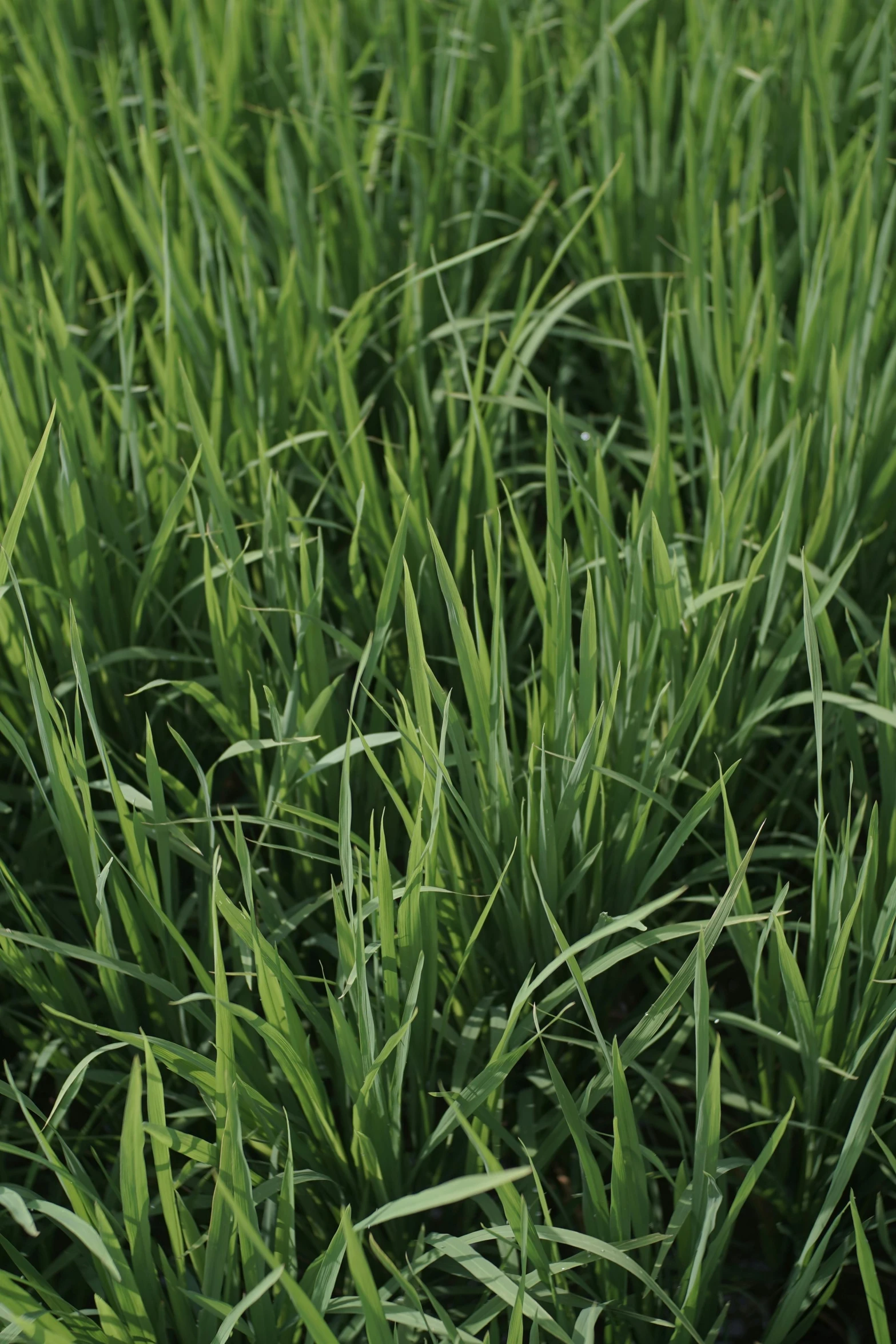 grass with thin green leaves on the ground