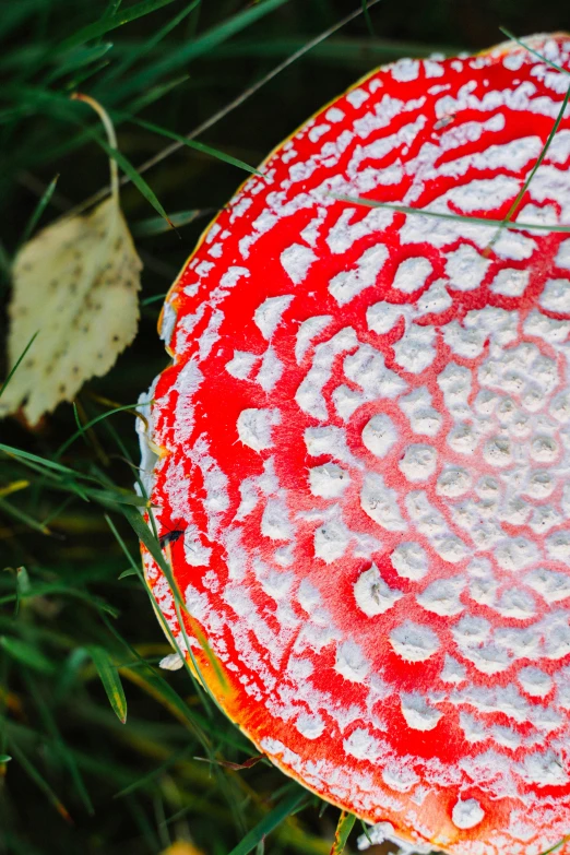 a freckled red mushroomshell laying on top of green grass