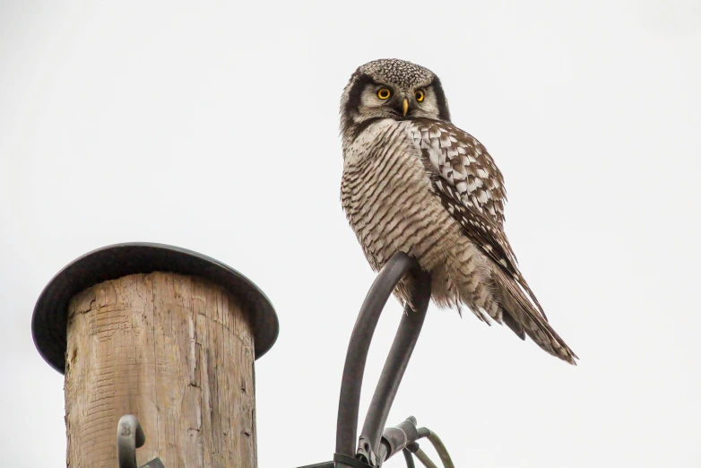 a lone owl is perched on the top of a pole