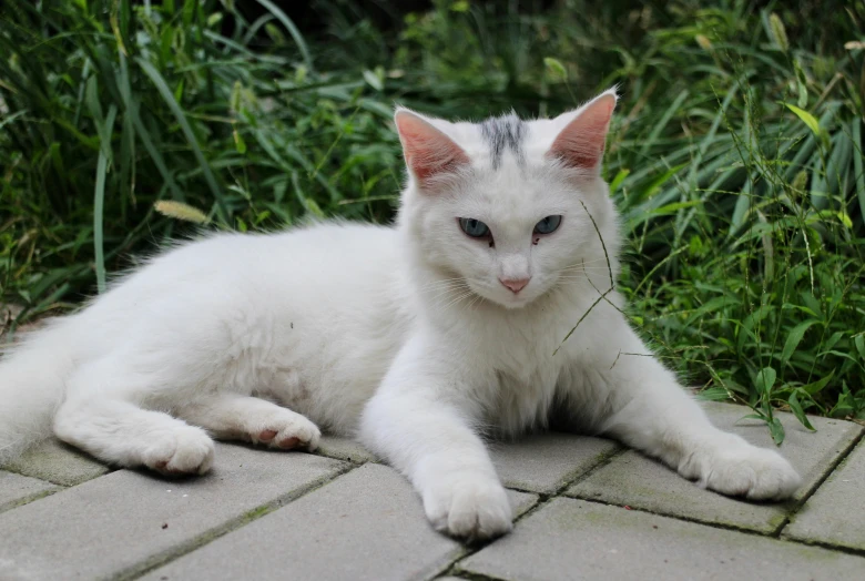 a white cat lays on the tiled ground and looks at the camera