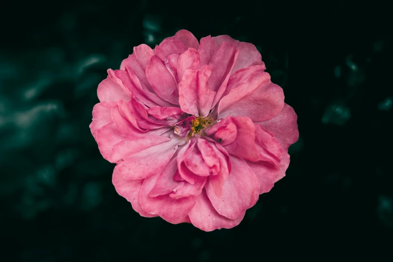 a pink flower is in the middle of a black background