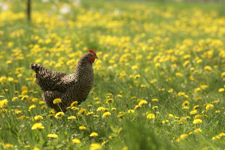 an image of a chicken that is outside