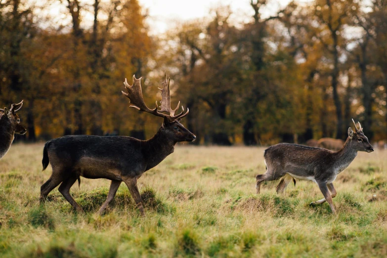 two deers are walking in the grass and one has large antlers on it