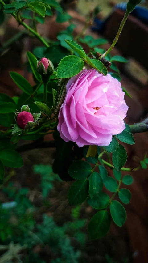 a pink flower in bloom on a tree nch